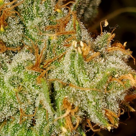 Pineapple XX growlog timeline photo