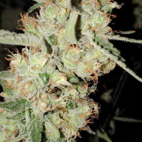 Pineapple XX growlog timeline photo