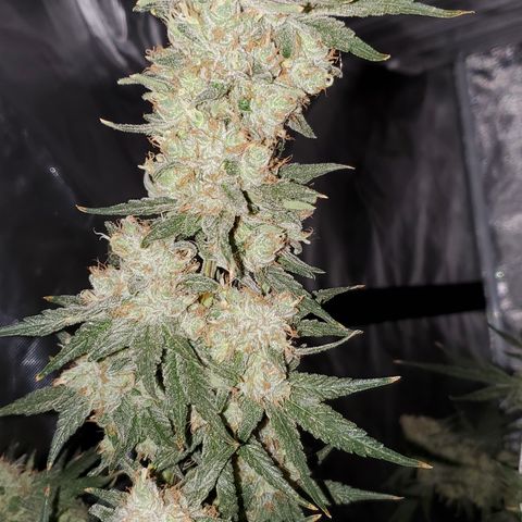 Pineapple XX growlog timeline photo
