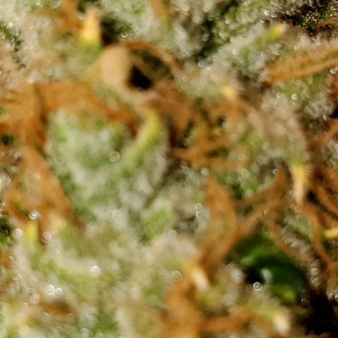 Pineapple XX growlog timeline photo