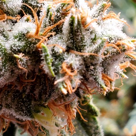 Pineapple XX growlog timeline photo