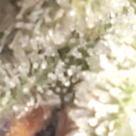 Pineapple XX growlog timeline photo
