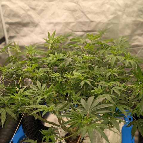 Yoda Soda #1 growlog timeline photo