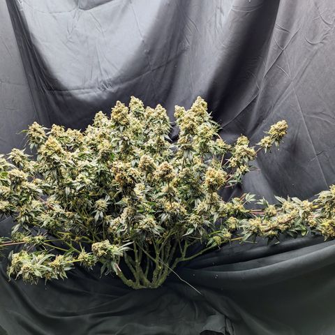 Yoda Soda #1 growlog timeline photo