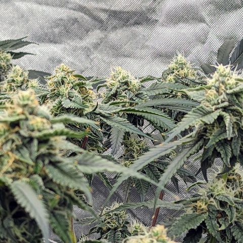 Yoda Soda #1 growlog timeline photo