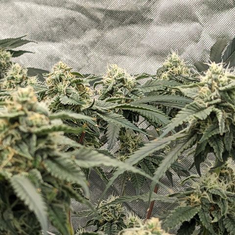 Yoda Soda #1 growlog timeline photo