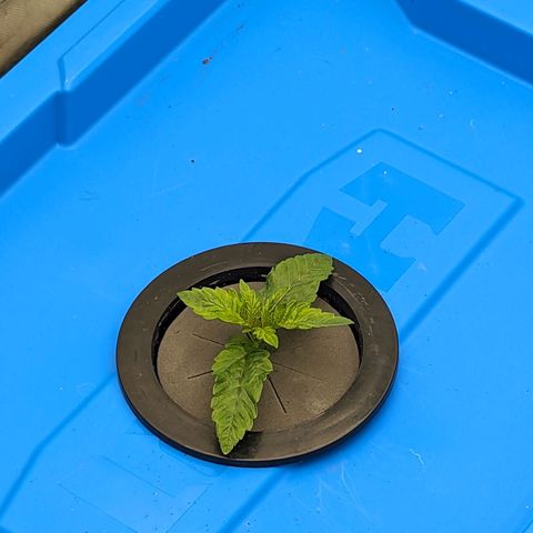 FX3 -FSTS x Solfire Cup 2023  growlog timeline photo