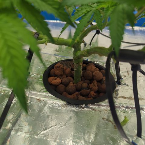 Yoda Soda #1 growlog timeline photo