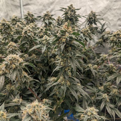 Yoda Soda #1 growlog timeline photo