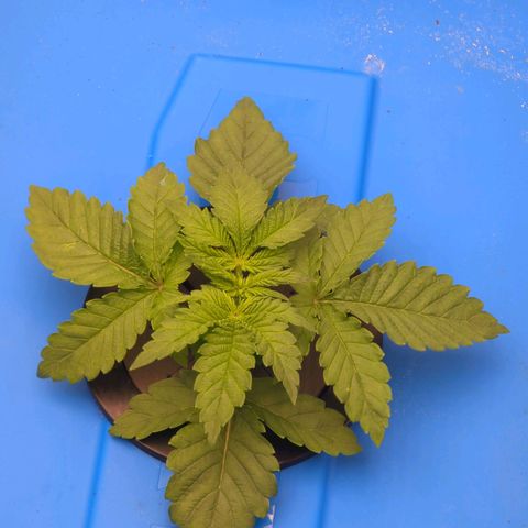 FX3 -FSTS x Solfire Cup 2023  growlog timeline photo