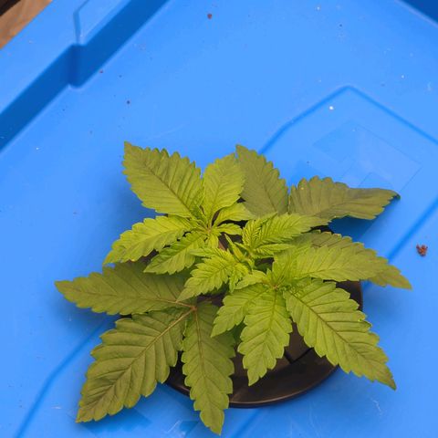 FX3 -FSTS x Solfire Cup 2023  growlog timeline photo