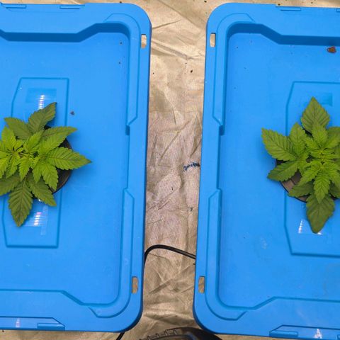 FX3 -FSTS x Solfire Cup 2023  growlog timeline photo