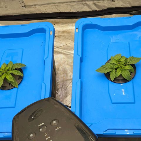 FX3 -FSTS x Solfire Cup 2023  growlog timeline photo