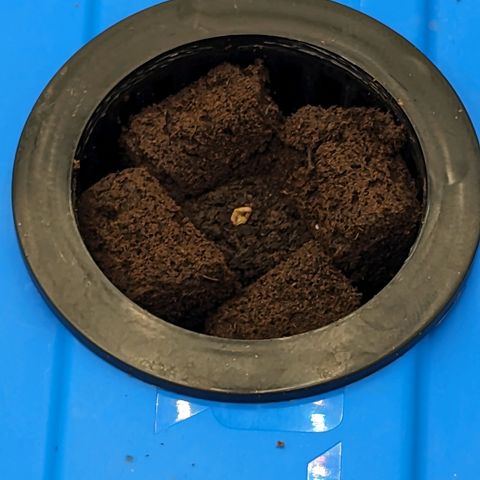 FX3 -FSTS x Solfire Cup 2023  growlog timeline photo