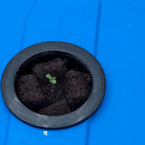 FX3 -FSTS x Solfire Cup 2023  growlog timeline photo