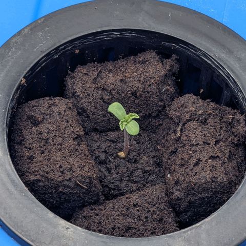FX3 -FSTS x Solfire Cup 2023  growlog timeline photo