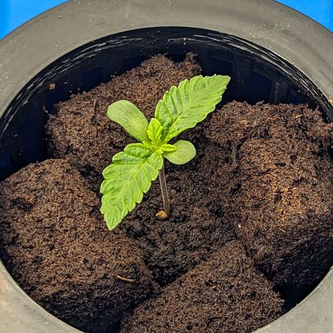 FX3 -FSTS x Solfire Cup 2023  growlog timeline photo