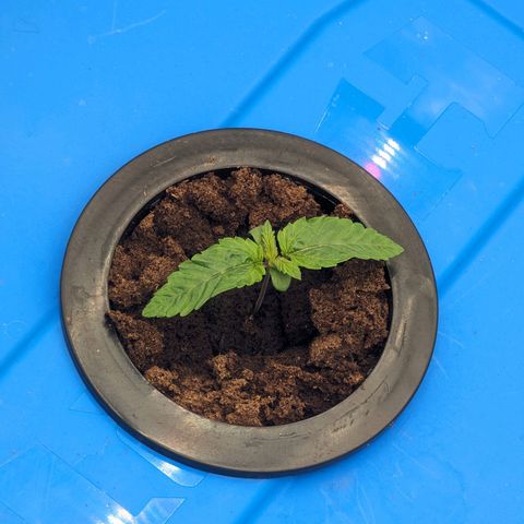 FX3 -FSTS x Solfire Cup 2023  growlog timeline photo