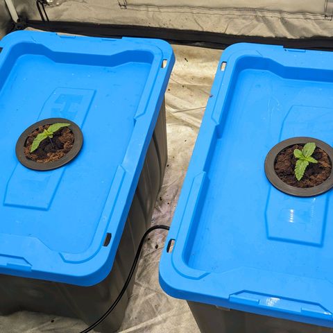 FX3 -FSTS x Solfire Cup 2023  growlog timeline photo