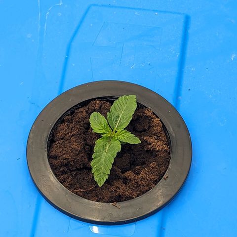 FX3 -FSTS x Solfire Cup 2023  growlog timeline photo