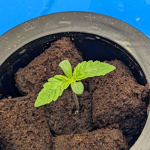 FX3 -FSTS x Solfire Cup 2023  growlog timeline photo
