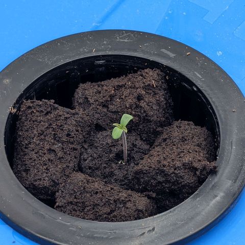 FX3 -FSTS x Solfire Cup 2023  growlog timeline photo