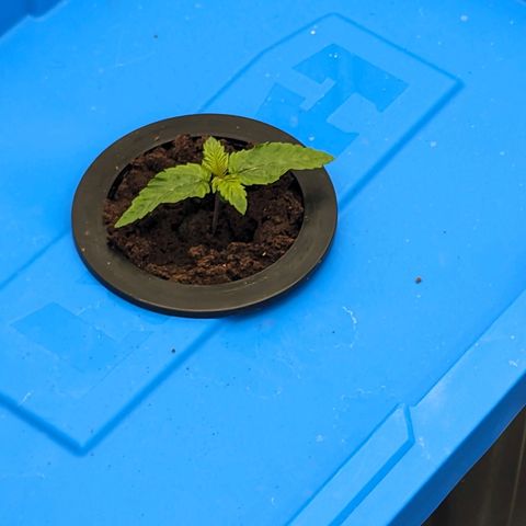 FX3 -FSTS x Solfire Cup 2023  growlog timeline photo