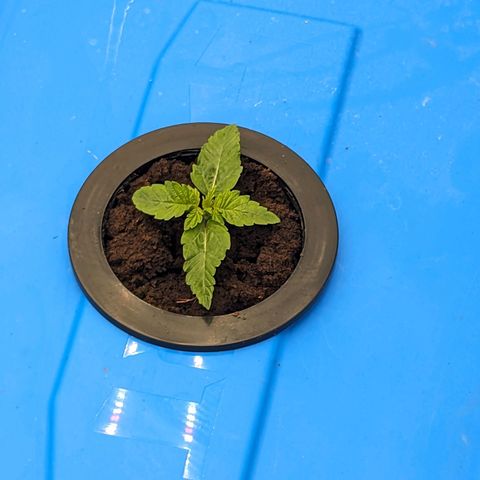 FX3 -FSTS x Solfire Cup 2023  growlog timeline photo