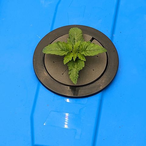 FX3 -FSTS x Solfire Cup 2023  growlog timeline photo