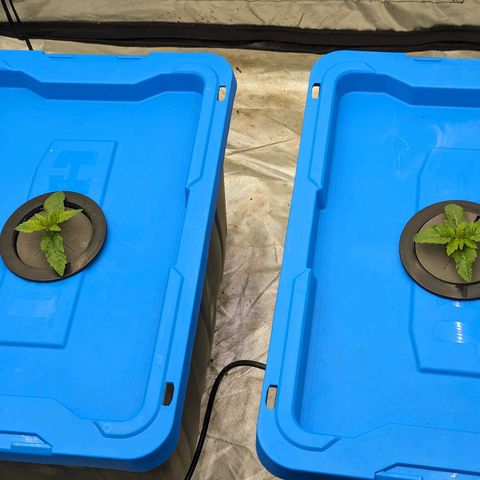 FX3 -FSTS x Solfire Cup 2023  growlog timeline photo