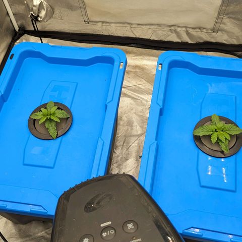 FX3 -FSTS x Solfire Cup 2023  growlog timeline photo