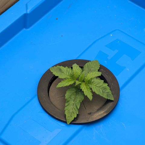 FX3 -FSTS x Solfire Cup 2023  growlog timeline photo