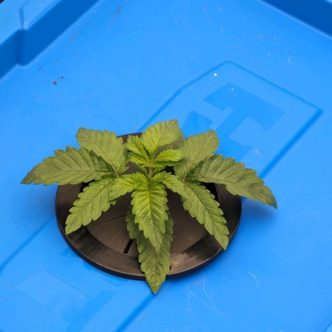 FX3 -FSTS x Solfire Cup 2023  growlog timeline photo
