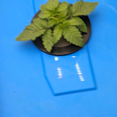 FX3 -FSTS x Solfire Cup 2023  growlog timeline photo