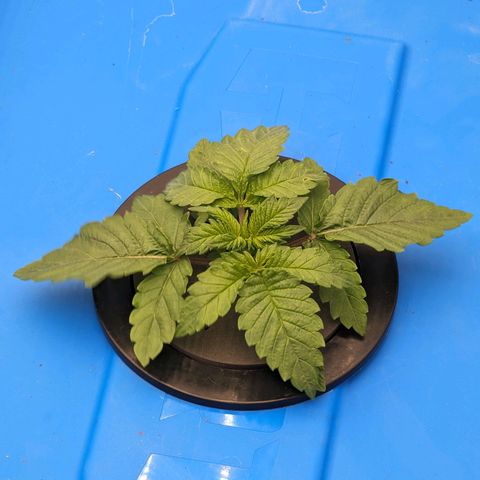FX3 -FSTS x Solfire Cup 2023  growlog timeline photo
