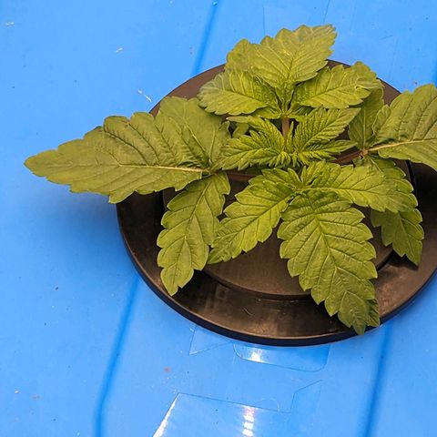 FX3 -FSTS x Solfire Cup 2023  growlog timeline photo