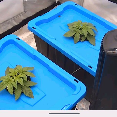 FX3 -FSTS x Solfire Cup 2023  growlog timeline photo
