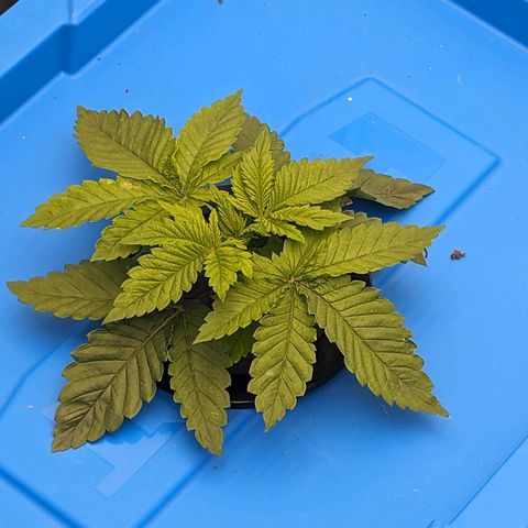 FX3 -FSTS x Solfire Cup 2023  growlog timeline photo