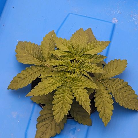 FX3 -FSTS x Solfire Cup 2023  growlog timeline photo