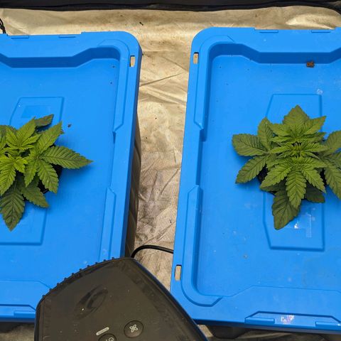 FX3 -FSTS x Solfire Cup 2023  growlog timeline photo