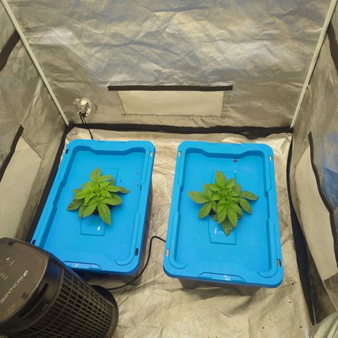 FX3 -FSTS x Solfire Cup 2023  growlog timeline photo