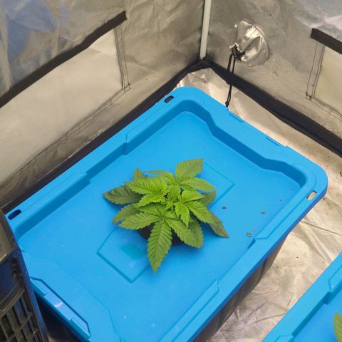 FX3 -FSTS x Solfire Cup 2023  growlog timeline photo