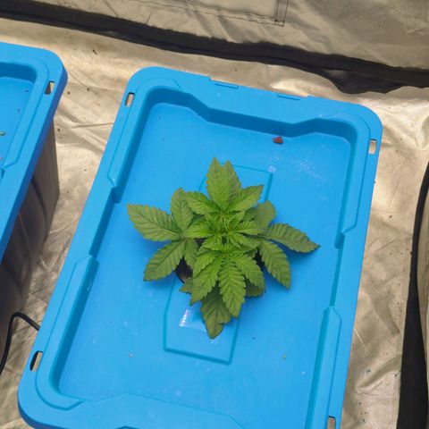 FX3 -FSTS x Solfire Cup 2023  growlog timeline photo