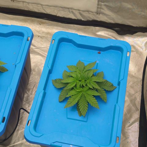 FX3 -FSTS x Solfire Cup 2023  growlog timeline photo