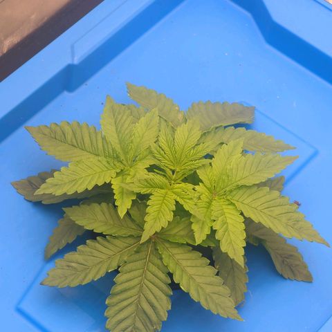 FX3 -FSTS x Solfire Cup 2023  growlog timeline photo