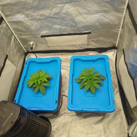 FX3 -FSTS x Solfire Cup 2023  growlog timeline photo