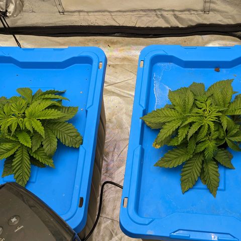 FX3 -FSTS x Solfire Cup 2023  growlog timeline photo