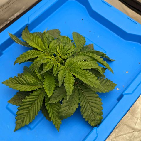 FX3 -FSTS x Solfire Cup 2023  growlog timeline photo