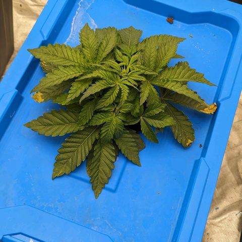 FX3 -FSTS x Solfire Cup 2023  growlog timeline photo