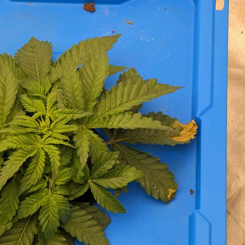 FX3 -FSTS x Solfire Cup 2023  growlog timeline photo